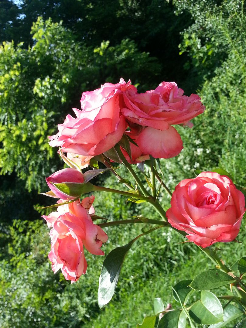 mislabel goldener olymp photo 20130622_170004_zps92dda36c.jpg